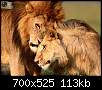 برای دیدن سایز بزرگ روی عکس کلیک کنید

نام:  MEXGU.IR_animals-13.jpg
مشاهده: 57
حجم:  113.2 کیلوبایت