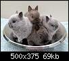 برای دیدن سایز بزرگ روی عکس کلیک کنید

نام:  Allies_Babies_born_12_June.jpg
مشاهده: 135
حجم:  69.1 کیلوبایت
