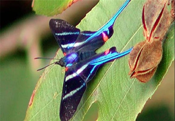 برای دیدن سایز بزرگ روی عکس کلیک کنید

نام:  13910530000406_PhotoL_V.jpg
مشاهده: 323
حجم:  172.3 کیلوبایت