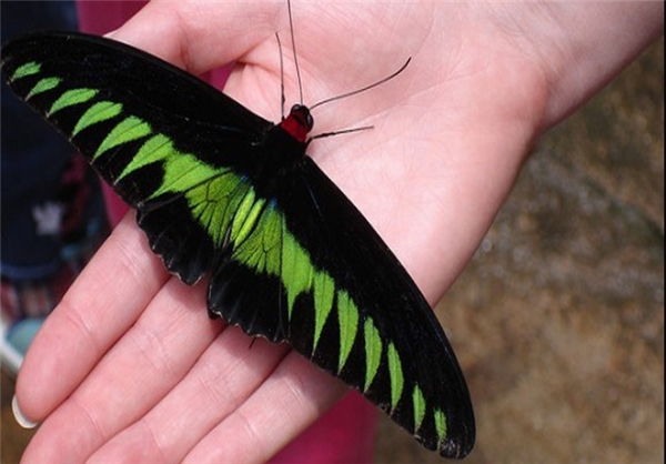 برای دیدن سایز بزرگ روی عکس کلیک کنید

نام:  13910530000406_PhotoL_V.jpg
مشاهده: 254
حجم:  159.3 کیلوبایت