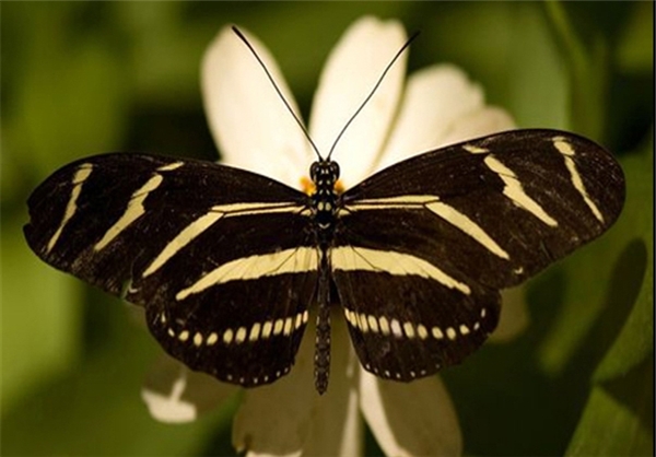 برای دیدن سایز بزرگ روی عکس کلیک کنید

نام:  13910530000406_PhotoL_V.jpg
مشاهده: 287
حجم:  149.2 کیلوبایت