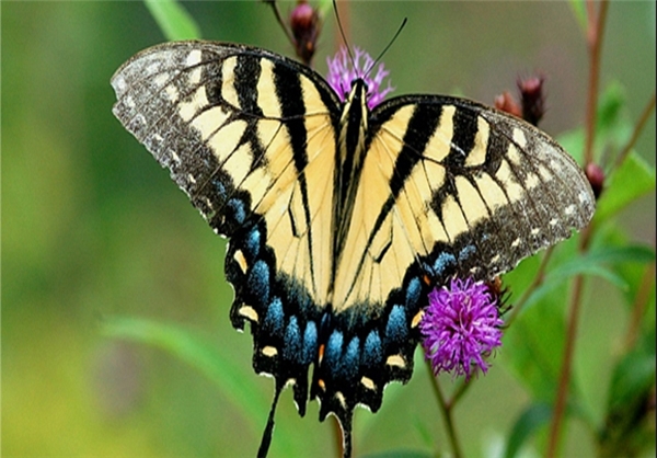 برای دیدن سایز بزرگ روی عکس کلیک کنید

نام:  13910530000406_PhotoL_V.jpg
مشاهده: 264
حجم:  199.2 کیلوبایت