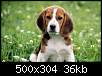 برای دیدن سایز بزرگ روی عکس کلیک کنید

نام:  beagle4.jpg
مشاهده: 29
حجم:  35.8 کیلوبایت