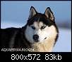 برای دیدن سایز بزرگ روی عکس کلیک کنید

نام:  Siberian-Husky-15.jpg
مشاهده: 717
حجم:  83.0 کیلوبایت