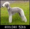 برای دیدن سایز بزرگ روی عکس کلیک کنید

نام:  bedlington_terrier1.jpg
مشاهده: 53
حجم:  52.3 کیلوبایت