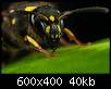 برای دیدن سایز بزرگ روی عکس کلیک کنید

نام:  Insects_13.jpg
مشاهده: 32
حجم:  39.9 کیلوبایت