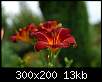 برای دیدن سایز بزرگ روی عکس کلیک کنید

نام:  گل-قرمزرنگ-قشنگ-30.jpg
مشاهده: 44
حجم:  12.9 کیلوبایت