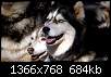 برای دیدن سایز بزرگ روی عکس کلیک کنید

نام:  husky-dogs.jpg
مشاهده: 1022
حجم:  683.6 کیلوبایت