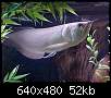 برای دیدن سایز بزرگ روی عکس کلیک کنید

نام:  Silver-Arowana-Quest.Ir.jpg
مشاهده: 92
حجم:  51.7 کیلوبایت