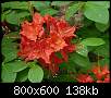 برای دیدن سایز بزرگ روی عکس کلیک کنید

نام:  azalea%20rhodododron.jpg
مشاهده: 27
حجم:  138.0 کیلوبایت