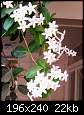 برای دیدن سایز بزرگ روی عکس کلیک کنید

نام:  Stephanotis Floribunda.jpg
مشاهده: 32
حجم:  21.6 کیلوبایت