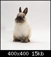 برای دیدن سایز بزرگ روی عکس کلیک کنید

نام:  jane-burton-seal-point-netherland-dwarf-male-rabbit.jpg
مشاهده: 65
حجم:  15.0 کیلوبایت