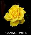 برای دیدن سایز بزرگ روی عکس کلیک کنید

نام:  20040417_YellowRose_02_sized_79140613_std.jpg
مشاهده: 73
حجم:  49.7 کیلوبایت