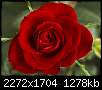 برای دیدن سایز بزرگ روی عکس کلیک کنید

نام:  beautiful-red-rose-flower-wallpaper.jpg
مشاهده: 59
حجم:  1.25 مگابایت