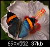 برای دیدن سایز بزرگ روی عکس کلیک کنید

نام:  secccsssiii-butterfly.jpg
مشاهده: 24
حجم:  37.1 کیلوبایت