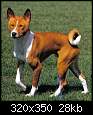 برای دیدن سایز بزرگ روی عکس کلیک کنید

نام:  basenji10.JPG
مشاهده: 46
حجم:  28.0 کیلوبایت