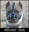 برای دیدن سایز بزرگ روی عکس کلیک کنید

نام:  pitbull-muzzle-wire.jpg
مشاهده: 269
حجم:  31.6 کیلوبایت