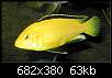 برای دیدن سایز بزرگ روی عکس کلیک کنید

نام:  Labidochromis_caeruleus.jpg
مشاهده: 35
حجم:  62.6 کیلوبایت