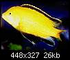 برای دیدن سایز بزرگ روی عکس کلیک کنید

نام:  labidochromis_caeruleus_male_08-00.jpg
مشاهده: 57
حجم:  26.1 کیلوبایت
