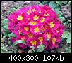 برای دیدن سایز بزرگ روی عکس کلیک کنید

نام:  main_Primula_Primulaceae_LR_Nov09.jpg
مشاهده: 32
حجم:  107.5 کیلوبایت