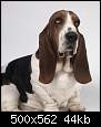 برای دیدن سایز بزرگ روی عکس کلیک کنید

نام:  basset_hound10.jpg
مشاهده: 39
حجم:  44.2 کیلوبایت