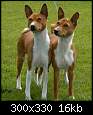 برای دیدن سایز بزرگ روی عکس کلیک کنید

نام:  basenji5.jpg
مشاهده: 27
حجم:  16.1 کیلوبایت