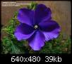 برای دیدن سایز بزرگ روی عکس کلیک کنید

نام:  Gallery-of-purple-flowers-purple-hibiscus-2-purple-flowers.jpg
مشاهده: 30
حجم:  39.2 کیلوبایت