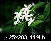 برای دیدن سایز بزرگ روی عکس کلیک کنید

نام:  Jasmine-3.jpg
مشاهده: 32
حجم:  119.4 کیلوبایت