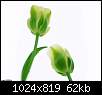 برای دیدن سایز بزرگ روی عکس کلیک کنید

نام:  tulips4.jpg
مشاهده: 55
حجم:  61.8 کیلوبایت