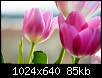 برای دیدن سایز بزرگ روی عکس کلیک کنید

نام:  tulips7.jpg
مشاهده: 52
حجم:  84.9 کیلوبایت