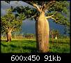 برای دیدن سایز بزرگ روی عکس کلیک کنید

نام:  australia-boab-trees_6619_600x450.jpg
مشاهده: 167
حجم:  90.7 کیلوبایت
