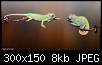 برای دیدن سایز بزرگ روی عکس کلیک کنید

نام:  12-5-16-1016chameleons_2219-300x150.jpg
مشاهده: 22
حجم:  8.0 کیلوبایت