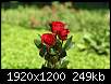 برای دیدن سایز بزرگ روی عکس کلیک کنید

نام:  pc3690258261226463c353757af76cc93d_red_rose_09.jpg
مشاهده: 22
حجم:  249.3 کیلوبایت