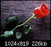 برای دیدن سایز بزرگ روی عکس کلیک کنید

نام:  pcba2ae24e9b558aad9e3c53049f2fd990_red_rose_01.jpg
مشاهده: 45
حجم:  226.4 کیلوبایت