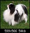 برای دیدن سایز بزرگ روی عکس کلیک کنید

نام:  Japanese Chin 1.jpg
مشاهده: 65
حجم:  53.9 کیلوبایت