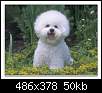 برای دیدن سایز بزرگ روی عکس کلیک کنید

نام:  bichon-Frise13.jpg
مشاهده: 66
حجم:  50.2 کیلوبایت