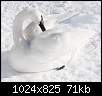 برای دیدن سایز بزرگ روی عکس کلیک کنید

نام:  Swan_31.jpg
مشاهده: 147
حجم:  71.2 کیلوبایت