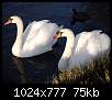 برای دیدن سایز بزرگ روی عکس کلیک کنید

نام:  Swan_36.jpg
مشاهده: 140
حجم:  74.7 کیلوبایت