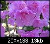 برای دیدن سایز بزرگ روی عکس کلیک کنید

نام:  250px-Rhododendron_mucronulatum4.jpg
مشاهده: 36
حجم:  13.4 کیلوبایت