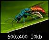برای دیدن سایز بزرگ روی عکس کلیک کنید

نام:  Insects_04.jpg
مشاهده: 31
حجم:  50.0 کیلوبایت