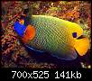 برای دیدن سایز بزرگ روی عکس کلیک کنید

نام:  blueface_angelfish.jpg
مشاهده: 136
حجم:  140.8 کیلوبایت