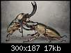 برای دیدن سایز بزرگ روی عکس کلیک کنید

نام:  12-5-16-95446stag-beetles_21-300x187.jpg
مشاهده: 23
حجم:  17.2 کیلوبایت