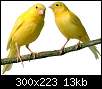 برای دیدن سایز بزرگ روی عکس کلیک کنید

نام:  internet canary2.jpg
مشاهده: 43
حجم:  13.1 کیلوبایت