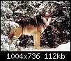برای دیدن سایز بزرگ روی عکس کلیک کنید

نام:  Wolf1050.jpg
مشاهده: 70
حجم:  112.3 کیلوبایت