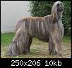 برای دیدن سایز بزرگ روی عکس کلیک کنید

نام:  afghan_hound5.jpg
مشاهده: 40
حجم:  9.6 کیلوبایت