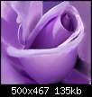 برای دیدن سایز بزرگ روی عکس کلیک کنید

نام:  Lavender-rose-Photos1.jpg
مشاهده: 42
حجم:  135.0 کیلوبایت