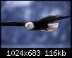 برای دیدن سایز بزرگ روی عکس کلیک کنید

نام:  eagle1.jpg
مشاهده: 533
حجم:  115.9 کیلوبایت