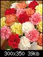 برای دیدن سایز بزرگ روی عکس کلیک کنید

نام:  carnations.jpg
مشاهده: 34
حجم:  38.6 کیلوبایت