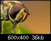 برای دیدن سایز بزرگ روی عکس کلیک کنید

نام:  Insects_20.jpg
مشاهده: 27
حجم:  36.0 کیلوبایت