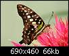 برای دیدن سایز بزرگ روی عکس کلیک کنید

نام:  butterfly-with-nice-pattern.jpg
مشاهده: 41
حجم:  65.8 کیلوبایت
